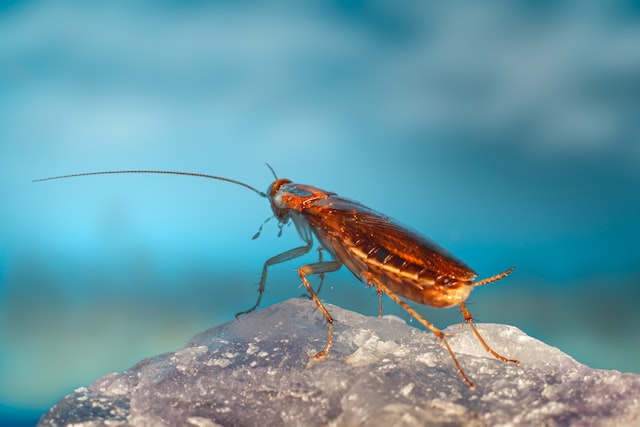 cockroach on white surface