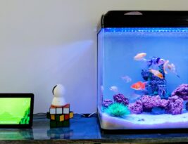 How to Clean a Fish Tank Filter