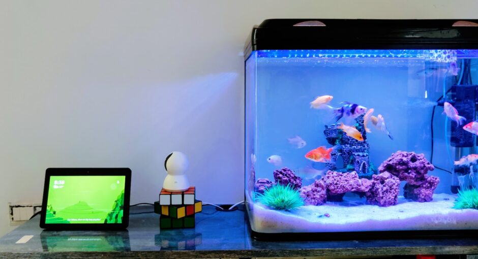 fish tank on the table
