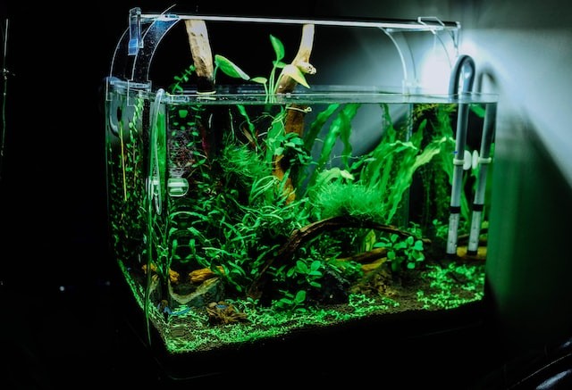 photo of aquarium