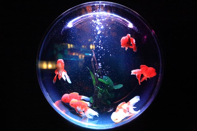 rounded aquarium
