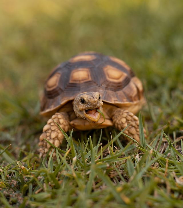 turtle in grass