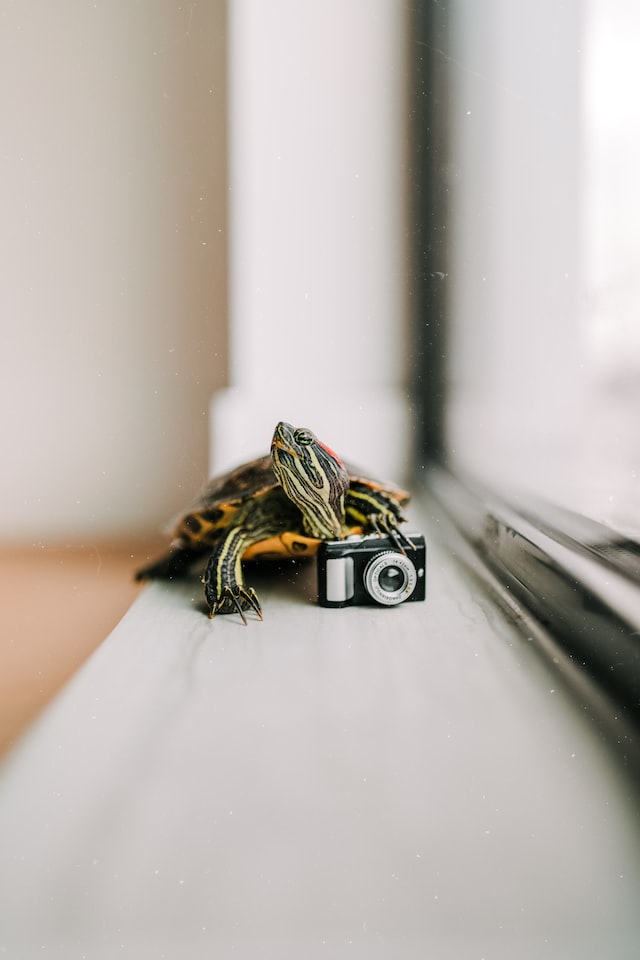 turtle with small camera in house