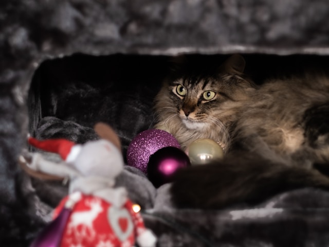 cat in cat house
