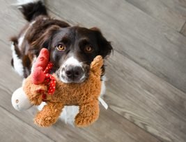 Toys for Dogs: Their Importance and Main Benefits 