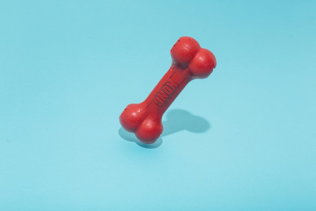 red dog bone toy