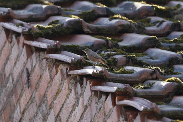 brown-and-white-roof-tiles-with-green-moss